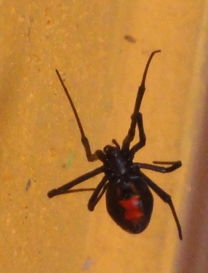 A black widow, they aren't just found in bars