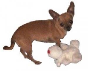 A 4 pound chihuahua standing next to her stuffed reindeer toy. Too cute for words